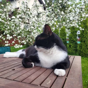 Relax, Meditate and Breathe with Beljash on the Solid Ground